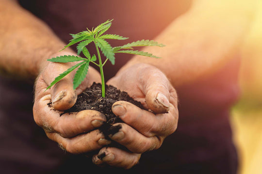 11 interesting facts about hemp
