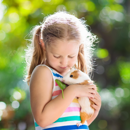 Hemp Seed Benefits for your Pet Guinea Pig