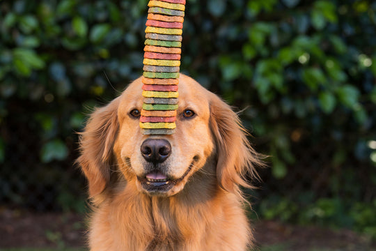 Why you should switch to Hemp Snacks for your pet