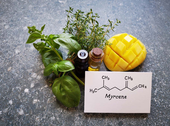 Discover the Wonders of Terpenes