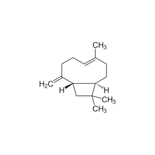 Beta-Caryophyllene: A Powerful Natural Compound with Promising Benefits for Humans