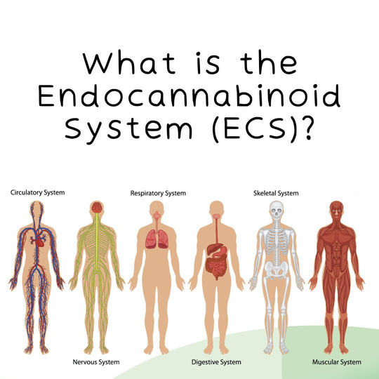 What is the Endocannabinoid System (ECS)?