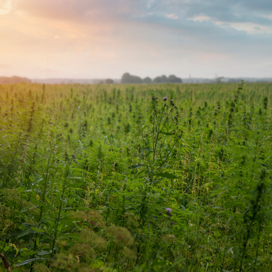 Did you know that Hemp enriches the soil?