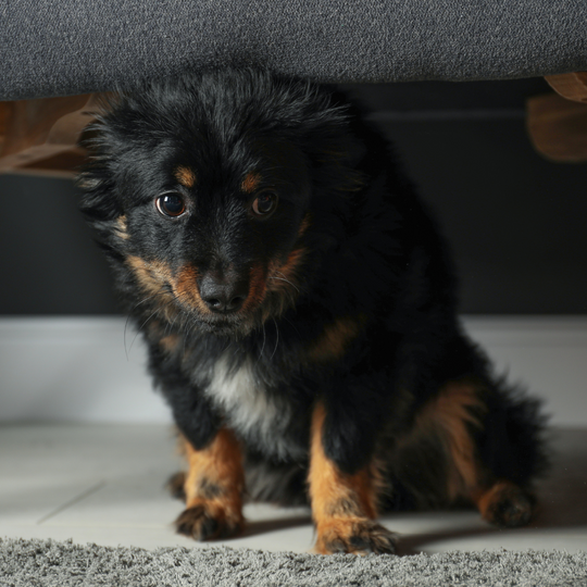 Unleashing the Connection: How Your Stress Affects Your Furry Friend
