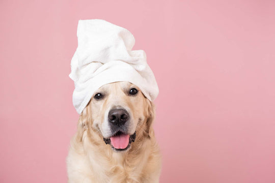 The best sensitive skin shampoo for dogs